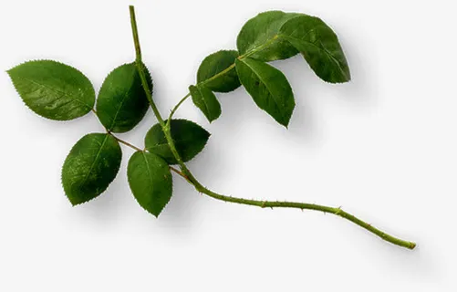 设计卡通植物树叶树枝免抠