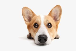 趴着的狗狗免抠