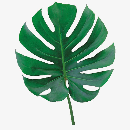 树叶单个元素免抠