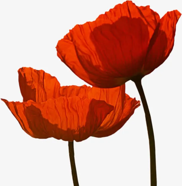 国画花草素材植物花卉素材免抠