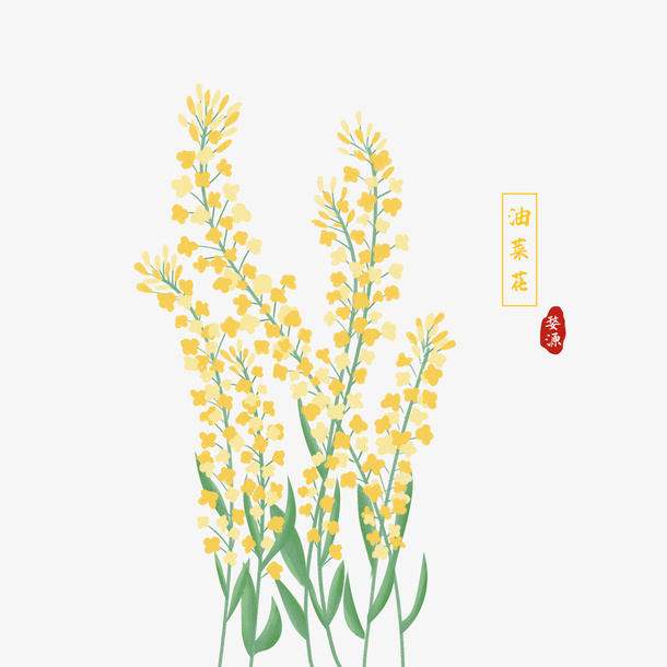 春天油菜花开放免抠