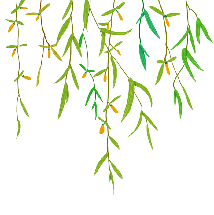 手绘春天绿色垂柳叶子高清卡通手绘背景