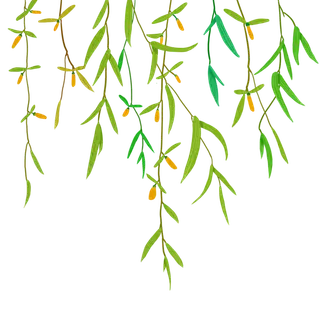 手绘春天绿色垂柳叶子高清卡通手绘背景