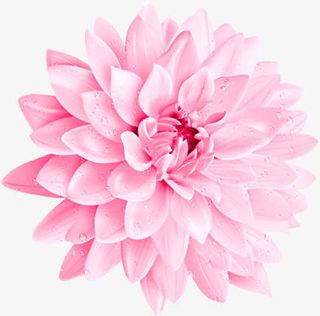 真实的红色荷花效果高端免抠