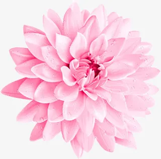 真实的红色荷花效果高端免抠