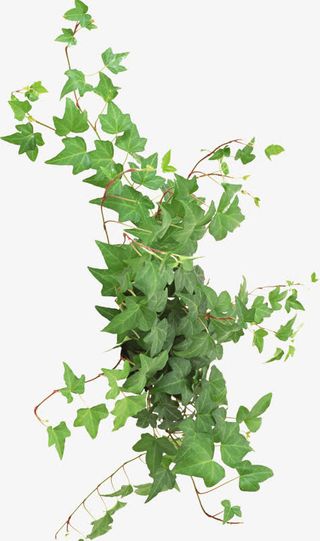 绿色常青藤免抠