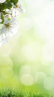 春天清晨光晕绿地H5背景素材高清