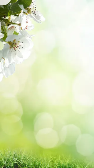 春天清晨光晕绿地H5背景素材高清