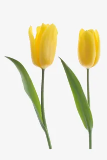 两枝黄花免抠 两枝黄花免抠