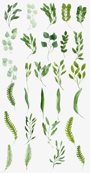 绿色植物树枝免抠