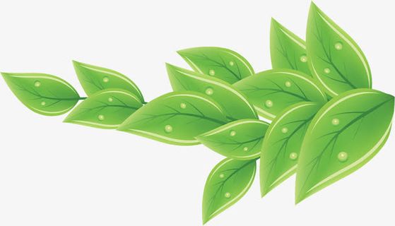 手绘叶子免抠