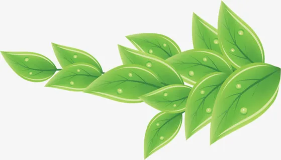 手绘叶子免抠