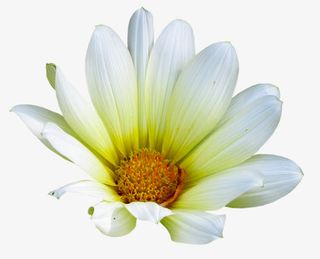 小野花 装饰  春天背景