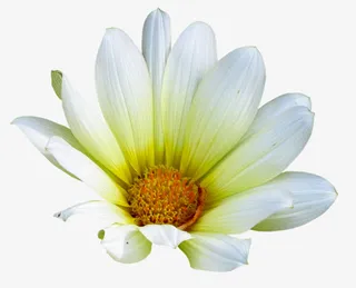 小野花 装饰  春天背景