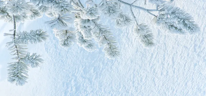 松树雪地高清