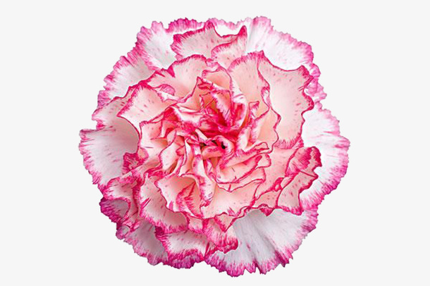 高清新鲜花朵免抠