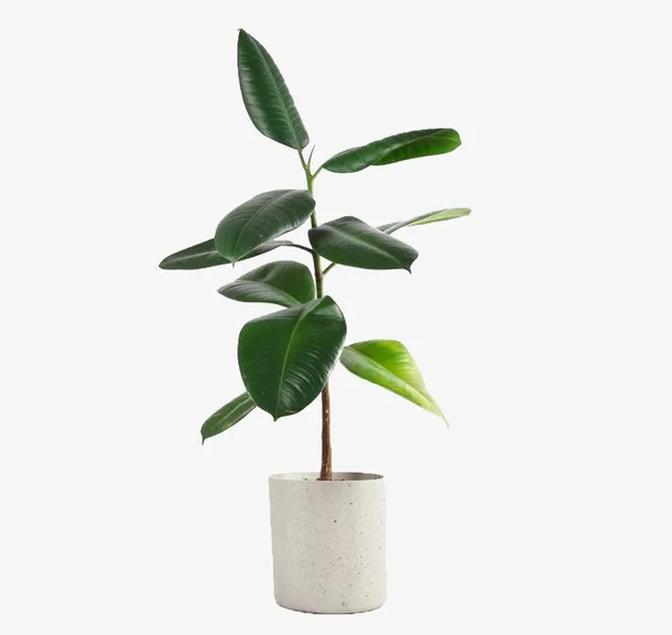 白色花盆免抠