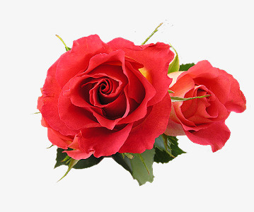 花草图案素材手绘装饰图片免抠