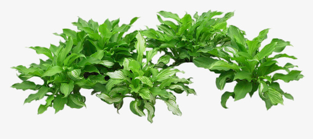绿色草本植物免抠