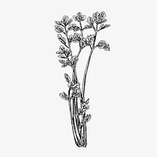 手绘芹菜叶子免抠