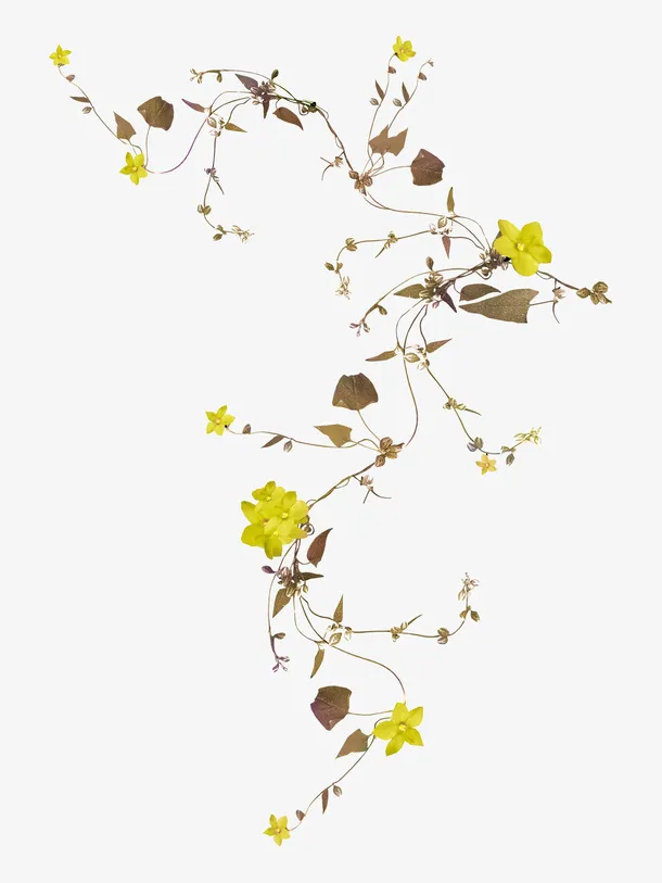 绿色藤蔓上盛开的花朵免抠