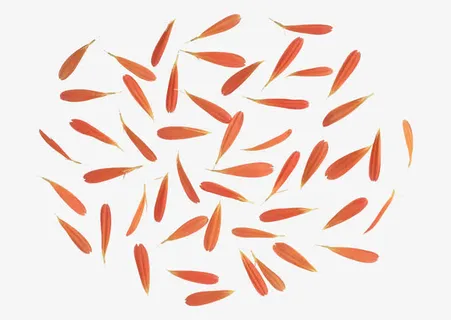 散落的花瓣免抠