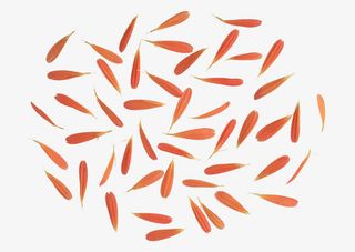 散落的花瓣免抠