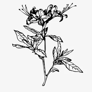 手绘杜鹃花花瓣剪纸线稿矢量免抠