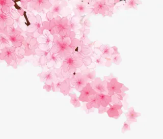 手绘樱花免抠