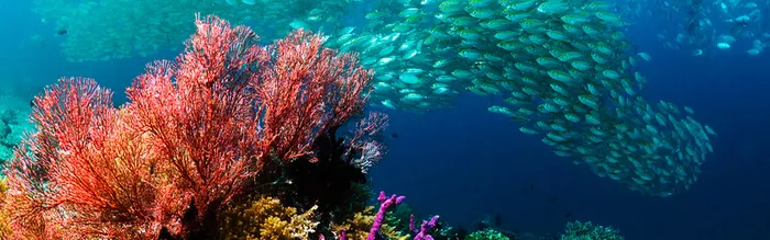 唯美海底风光背景高清