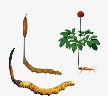 补品冬虫夏草免抠