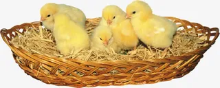 一篮子小鸡免抠