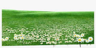 草地免抠