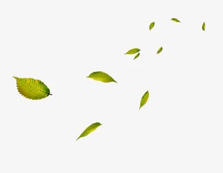 漂浮树叶免抠