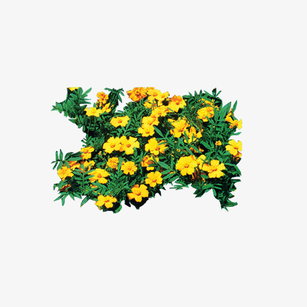 花瓣 植物 树 森林 树叶免抠