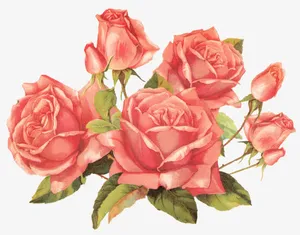 玫瑰花免抠