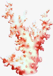 珊瑚免抠 珊瑚免抠