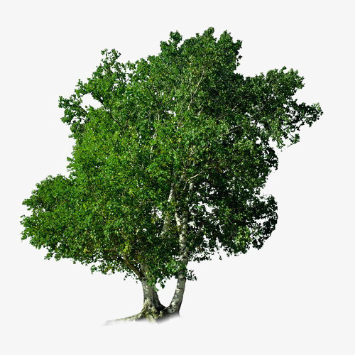 椴树树枝免抠