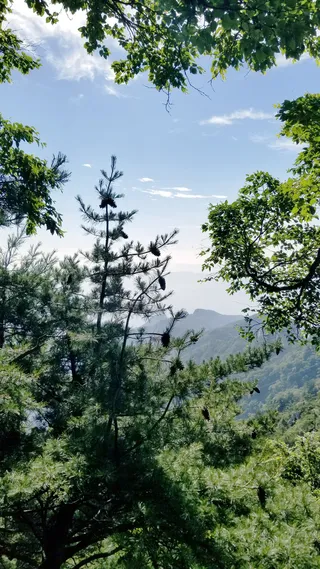 春天蓝天绿树 松树高清