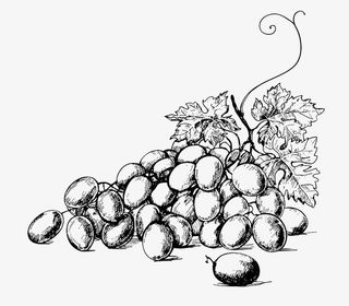 手绘素描葡萄png大图免抠