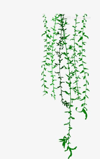 垂直的杨柳免抠