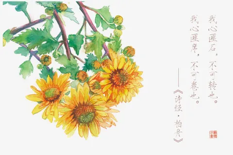 诗经花朵插画配图免抠