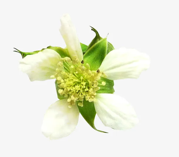 花草矢量图素材绿植花卉免抠