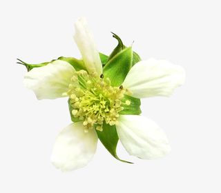 花草矢量图素材绿植花卉免抠