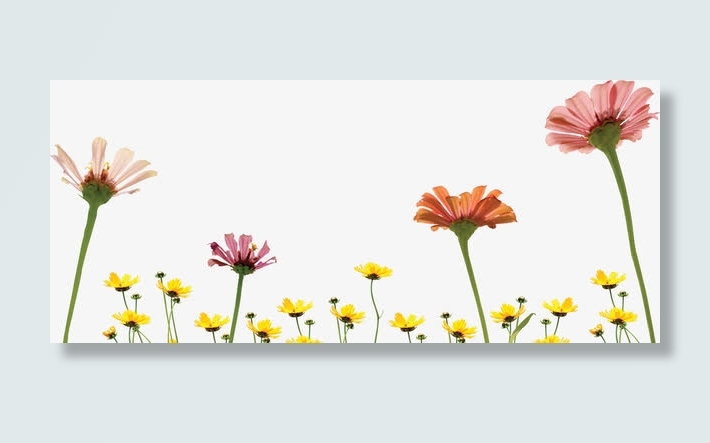 小雏菊春天背景图片