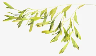 花边线条素材几何形状素材 清新免抠