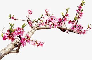 桃花高清免扣素材免抠动植物植物元素