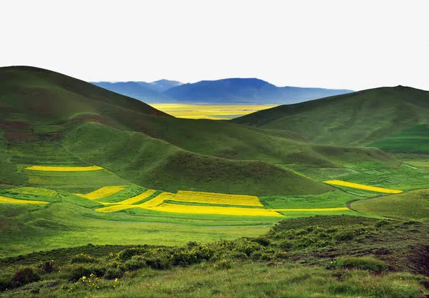 青海油菜花海高清风景图免抠