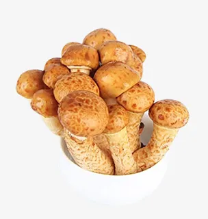 滑子蘑，滑子菇免抠