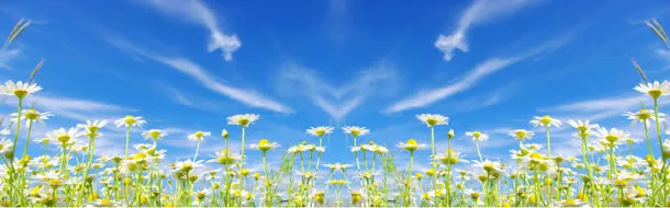 清新蓝天花朵唯美淘宝海报背景